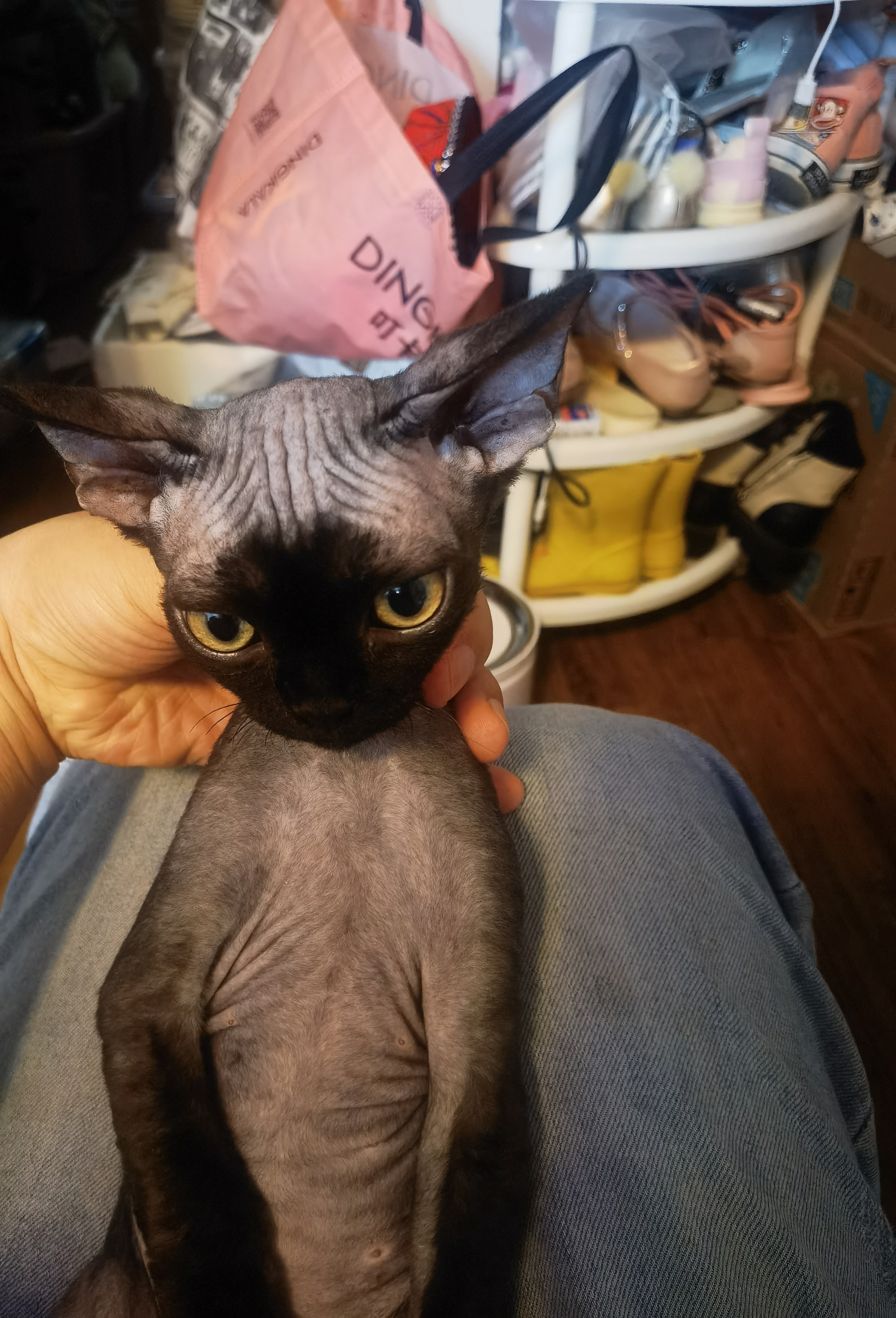 纯黑  德文猫
